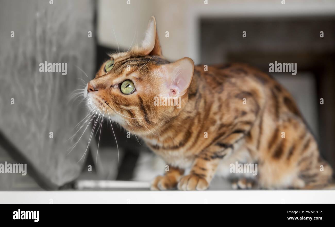 Bengal cat resting in a home interior. Portrait of a Bengal cat indoors. Stock Photo