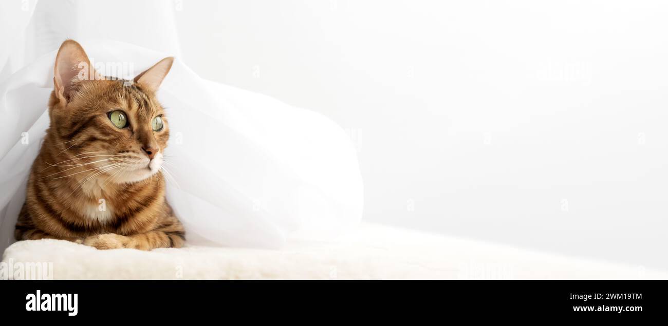 Bengal cat resting on a cat mat. Copy space. Stock Photo