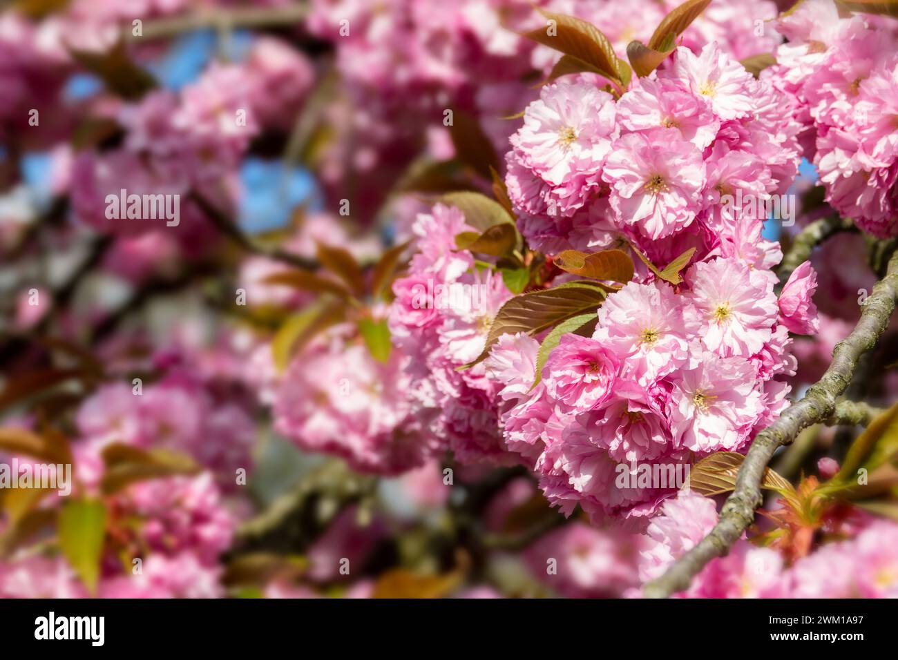 Pink cherry blossom close up, cherry tree flower in spring, hanami season in Japan Stock Photo