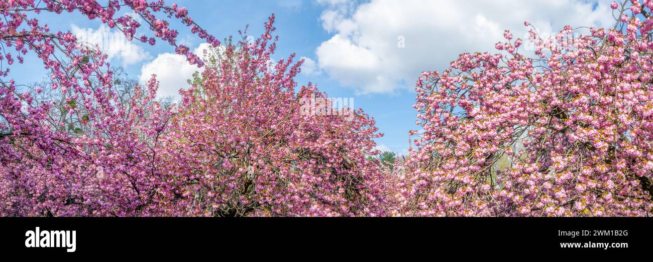 Pink cherry blossom in a cherry orchard with many trees in bloom in spring, hanami season in Japan, panoramic web banner Stock Photo