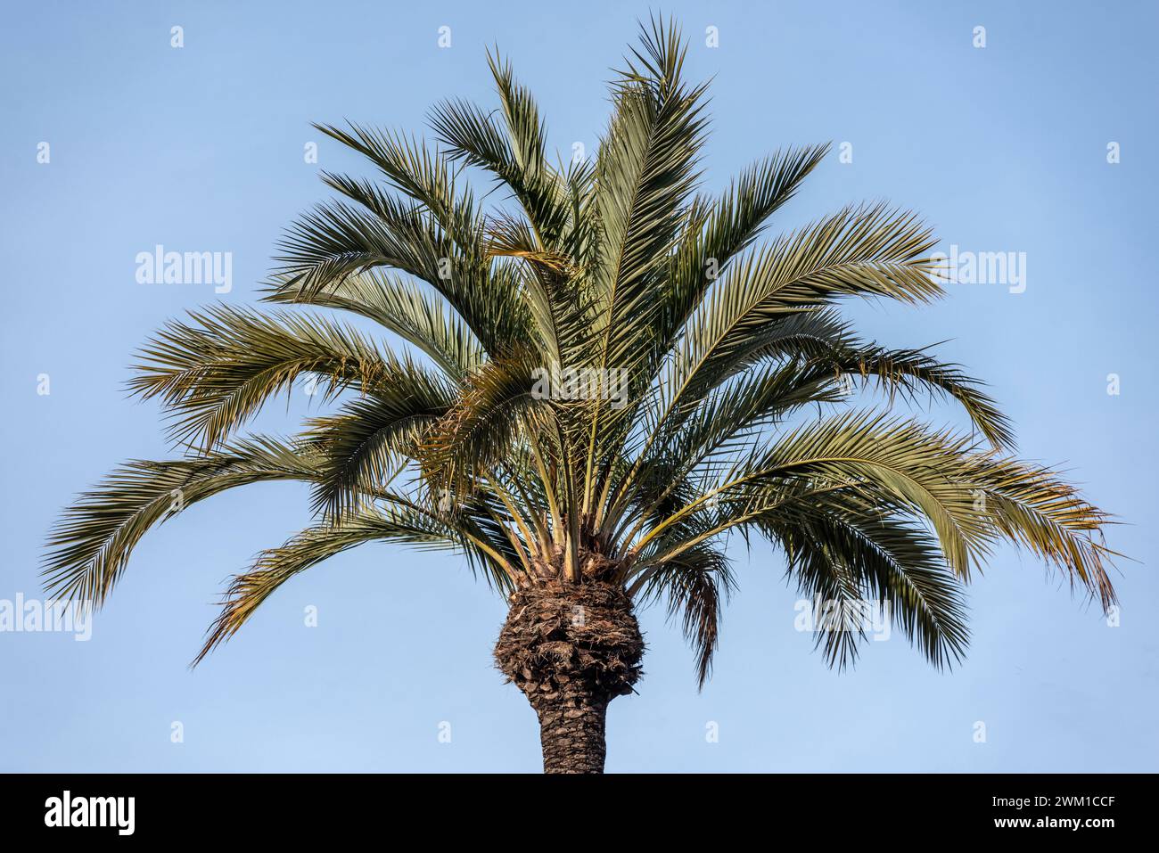 Valencia, February 18th 2024: Palm trees Stock Photo