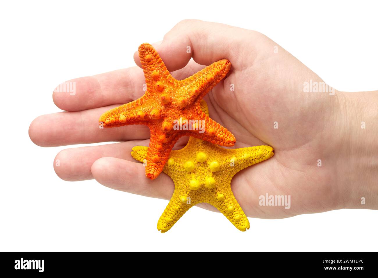 Hand holding two starfish, yellow and orange, close-up shot, isolated on white background Stock Photo