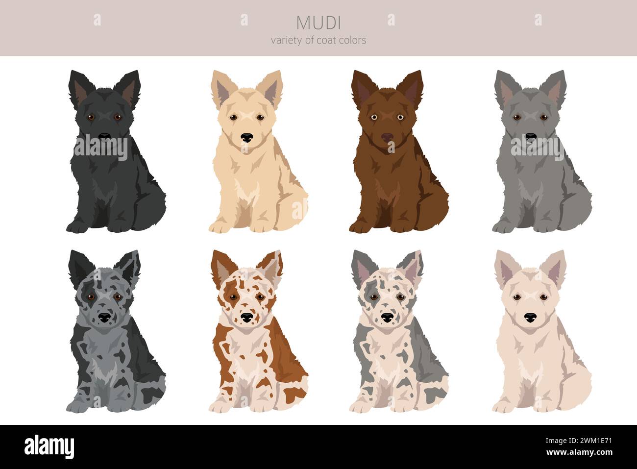 Mudi puppy clipart. Different poses, coat colors set.  Vector illustration Stock Vector