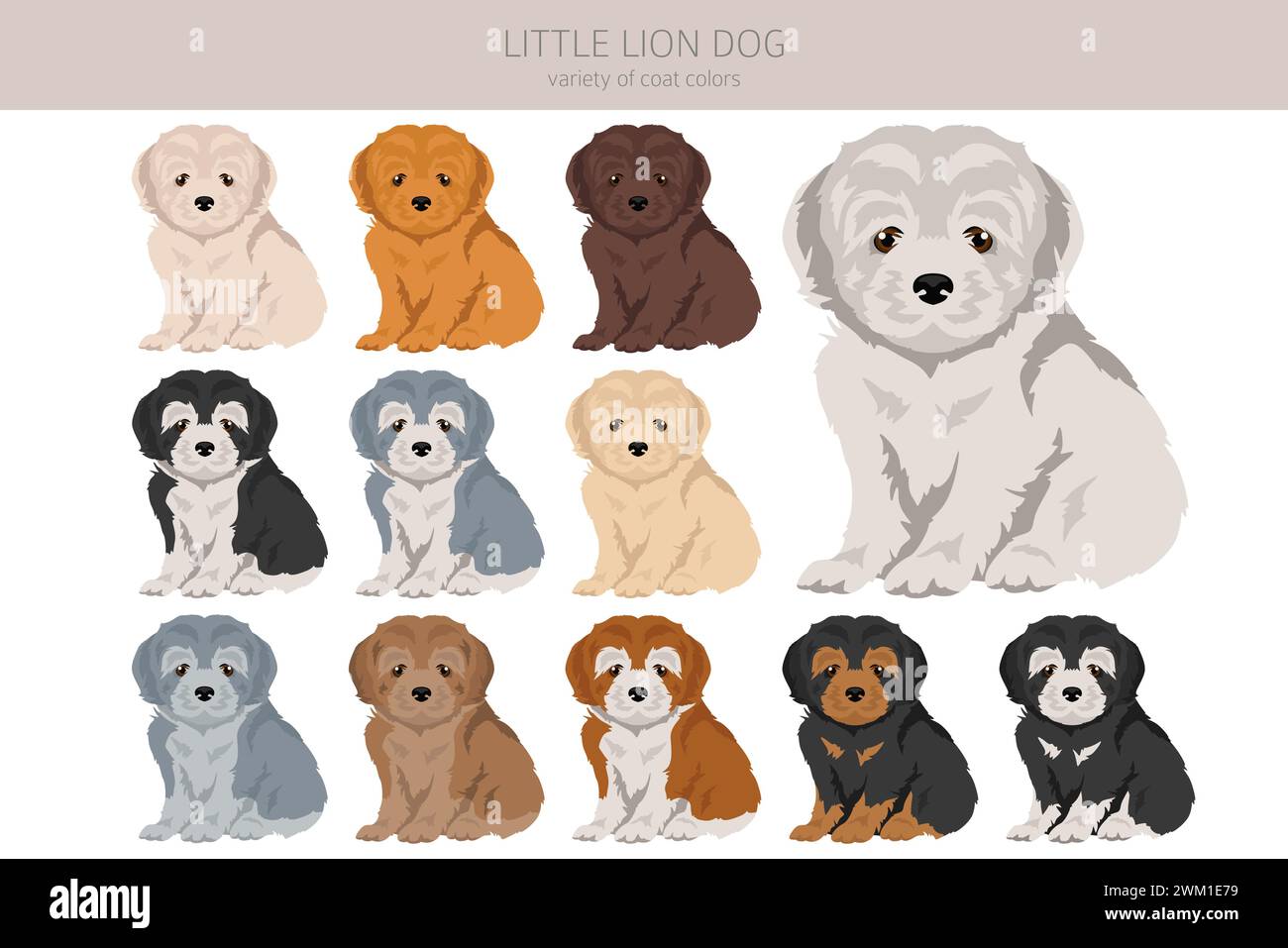 Little Lion dog puppy clipart. Different poses, coat colors set. Vector ...