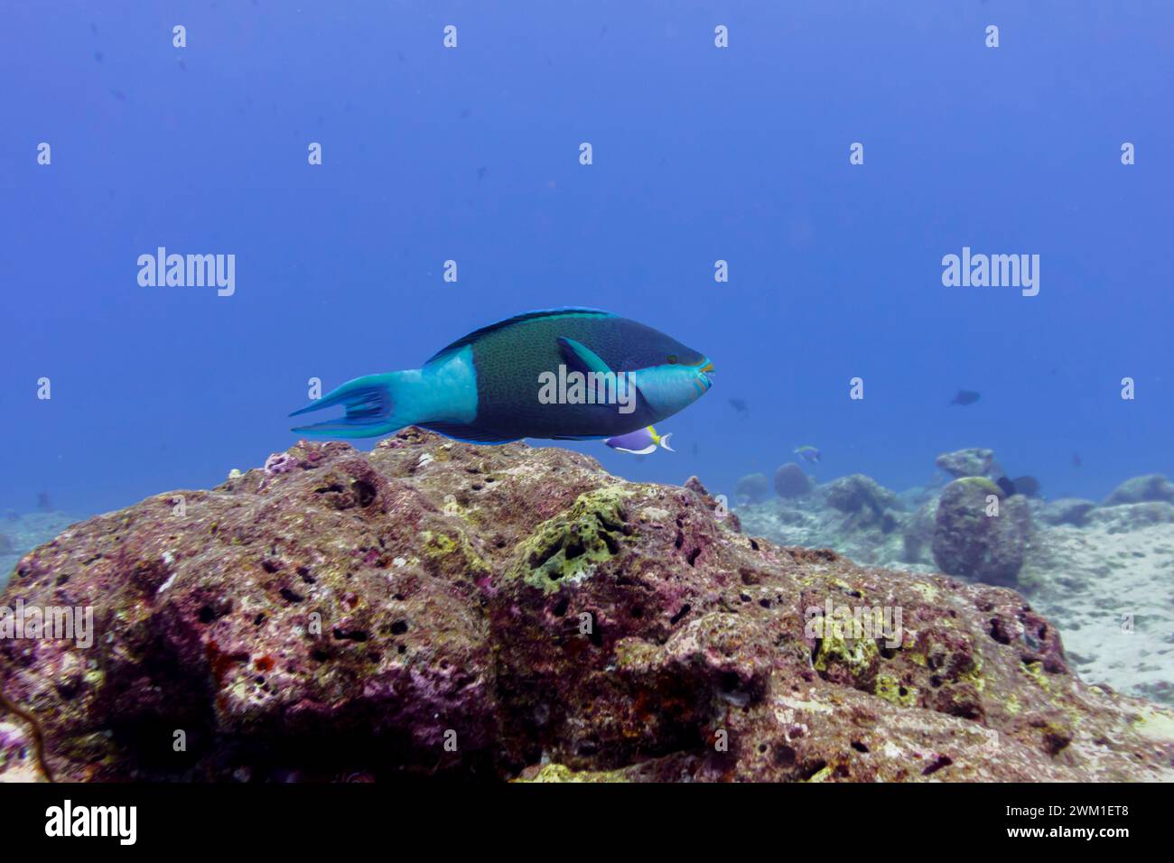 Parrotfish  in the coral reef of Maldives island. Tropical and coral sea wildelife. Beautiful underwater world. Underwater photography. Stock Photo