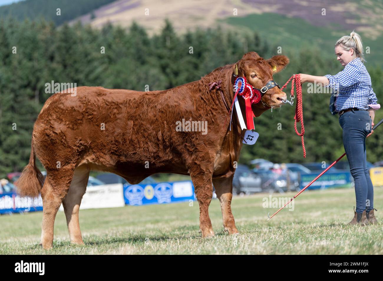 Interbreed hi-res stock photography and images - Alamy