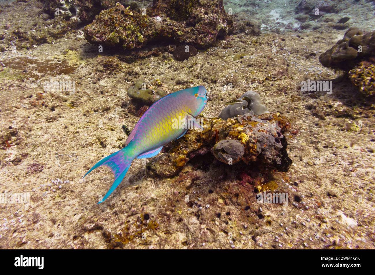 Rusty parrotfish (scaridae) in the coral reef of Maldives island. Tropical and coral sea wildelife. Beautiful underwater world. Underwater photography Stock Photo