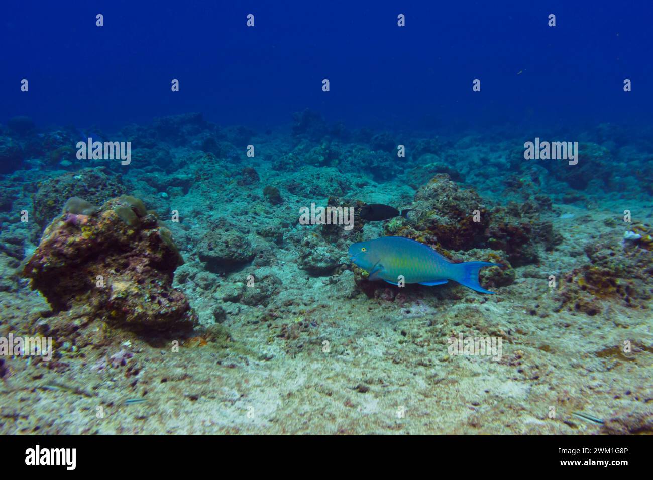 Rusty parrotfish (scaridae) in the coral reef of Maldives island. Tropical and coral sea wildelife. Beautiful underwater world. Underwater photography Stock Photo
