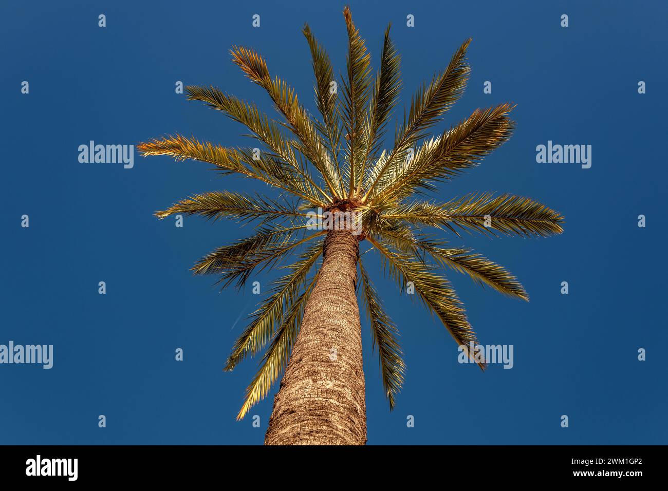 Valencia, February 19th 2024: Palm tree Stock Photo