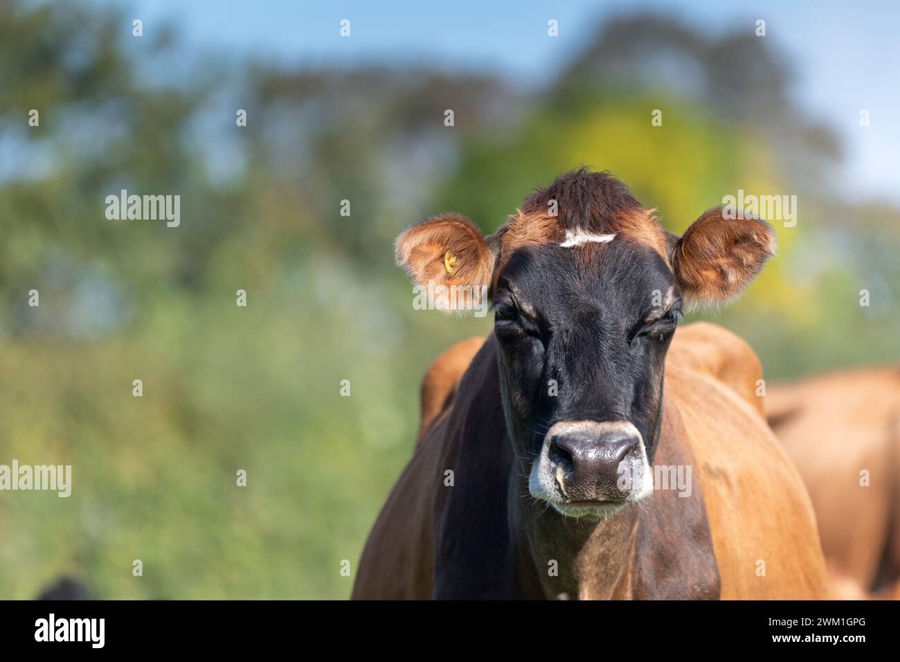 Jersey dairy cattle in a pasture, Cumbria, UK. Stock Photo