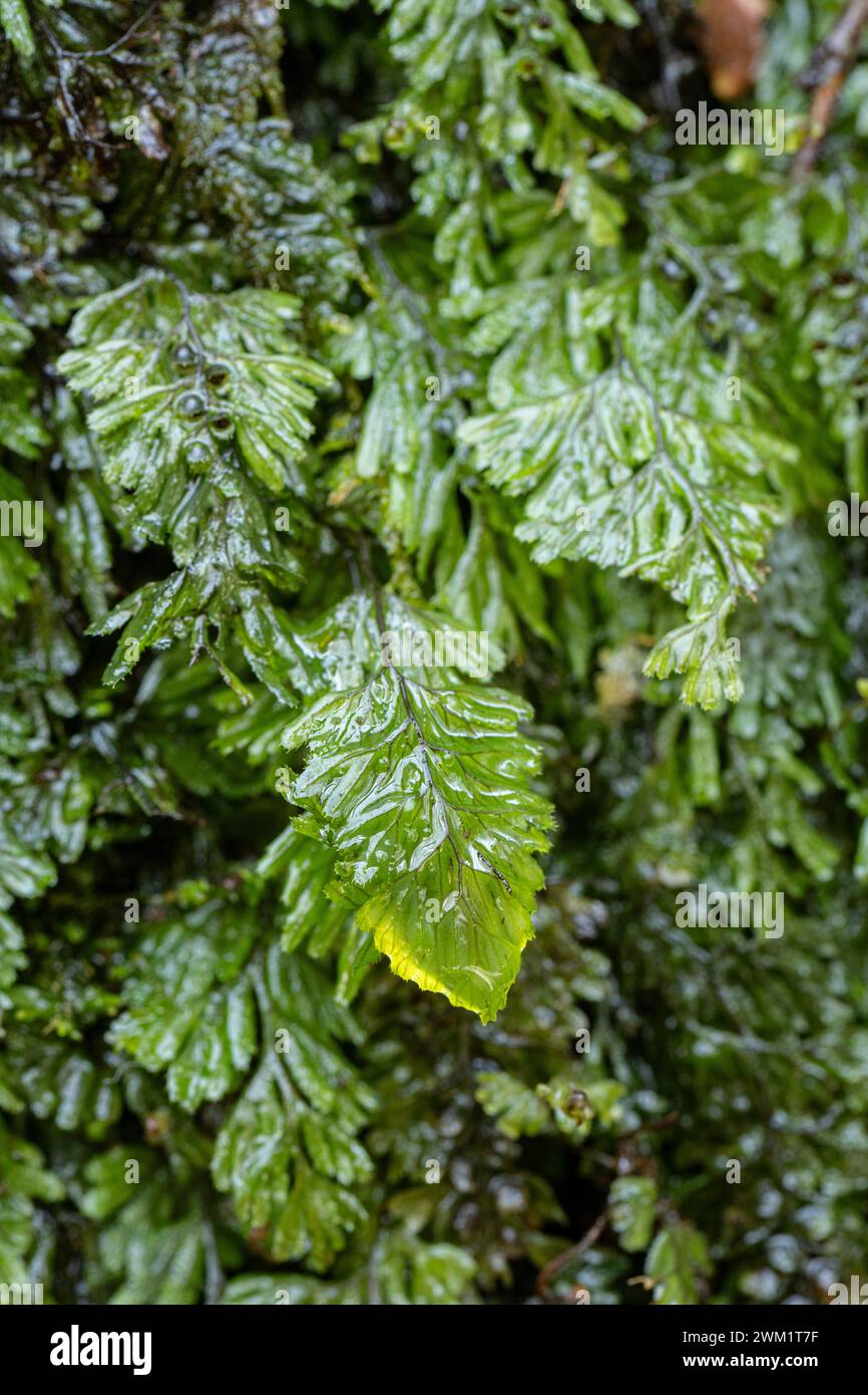 Tunbridge Filmy Fern :  (Hymenophyllum tunbrigense). Golitha Falls, Cornwall, UK Stock Photo