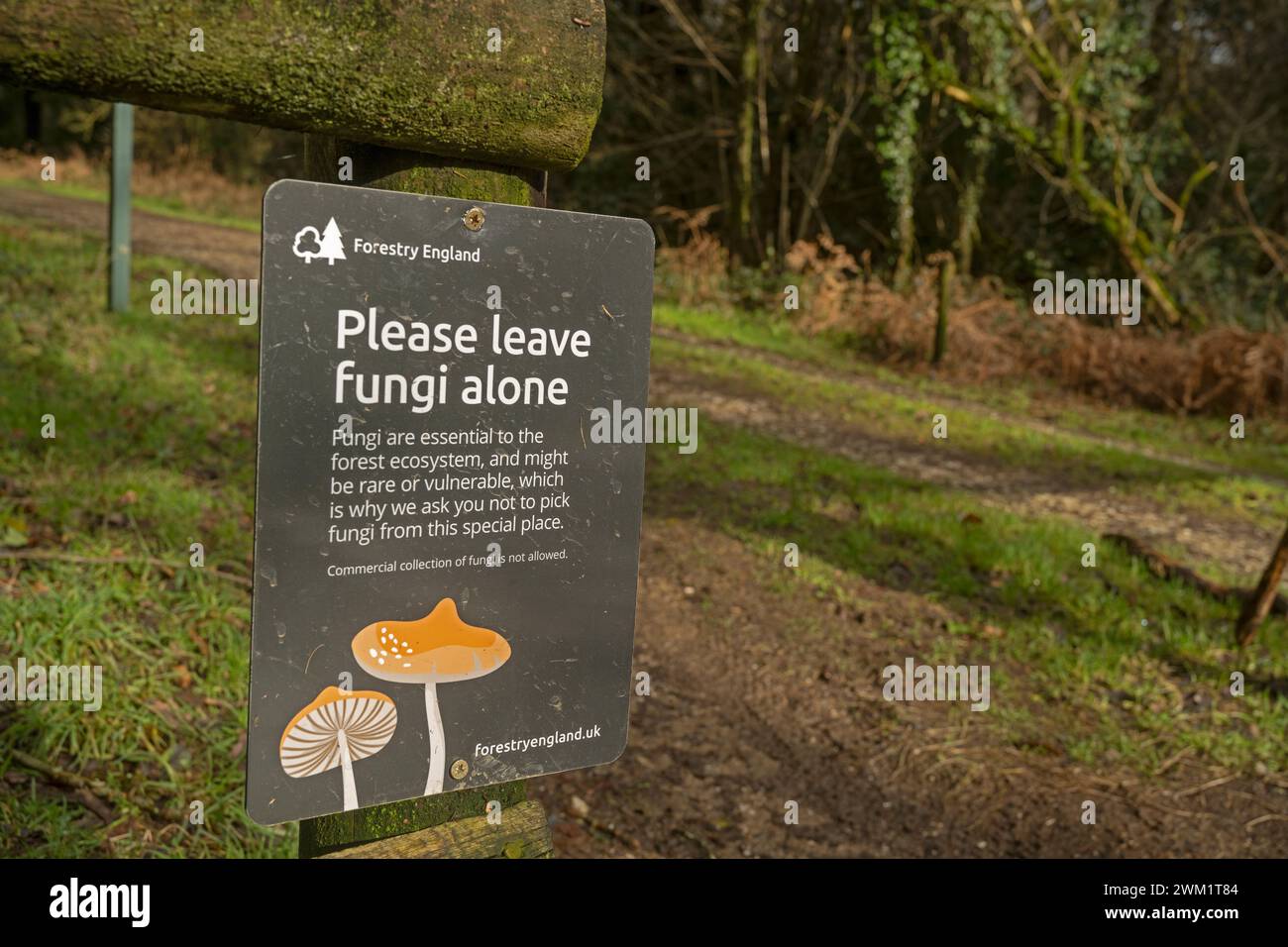 Fungi notice. Please leave alone. Cardinham Woods, Cornwall, UK Stock Photo
