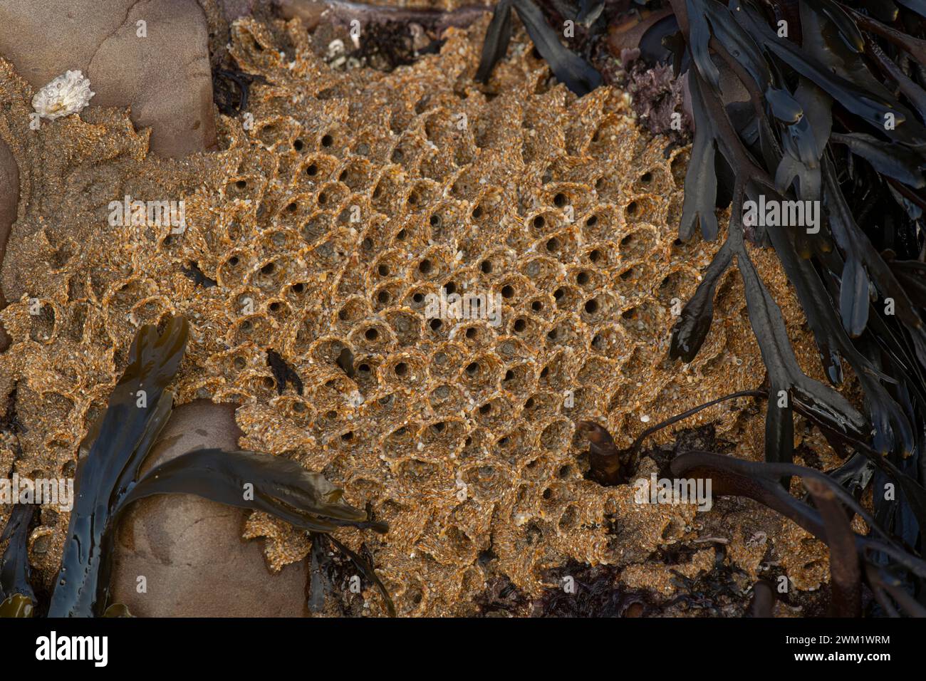 Honeycomb Worm: Sabellaria alveolata.  North Cornwall, UK Stock Photo