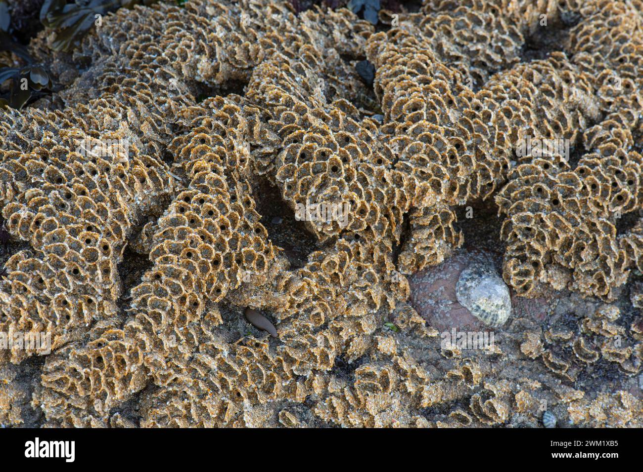 Honeycomb Worm: Sabellaria alveolata.  North Cornwall, UK Stock Photo