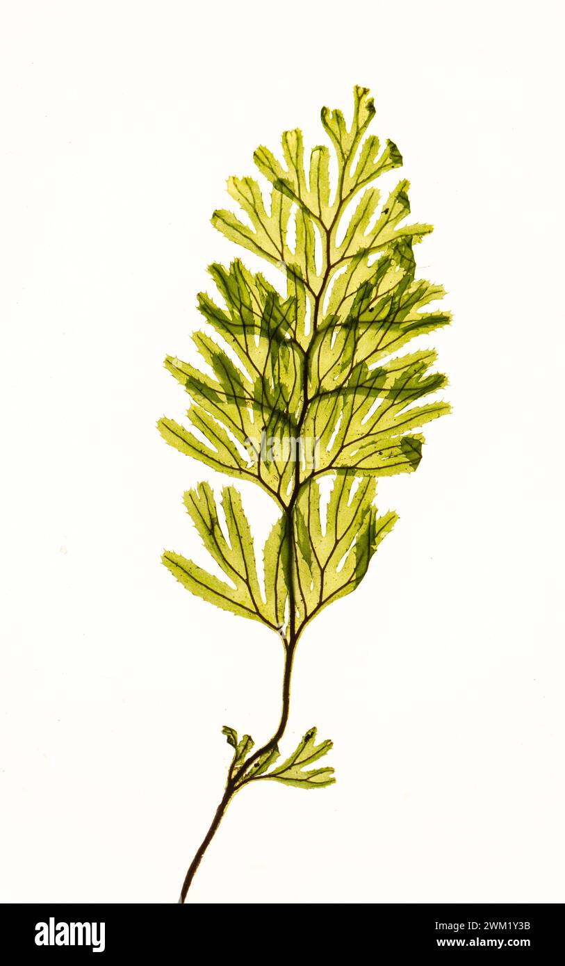Tunbridge Filmy Fern: Hymenophyllum tunbrigense. Stock Photo