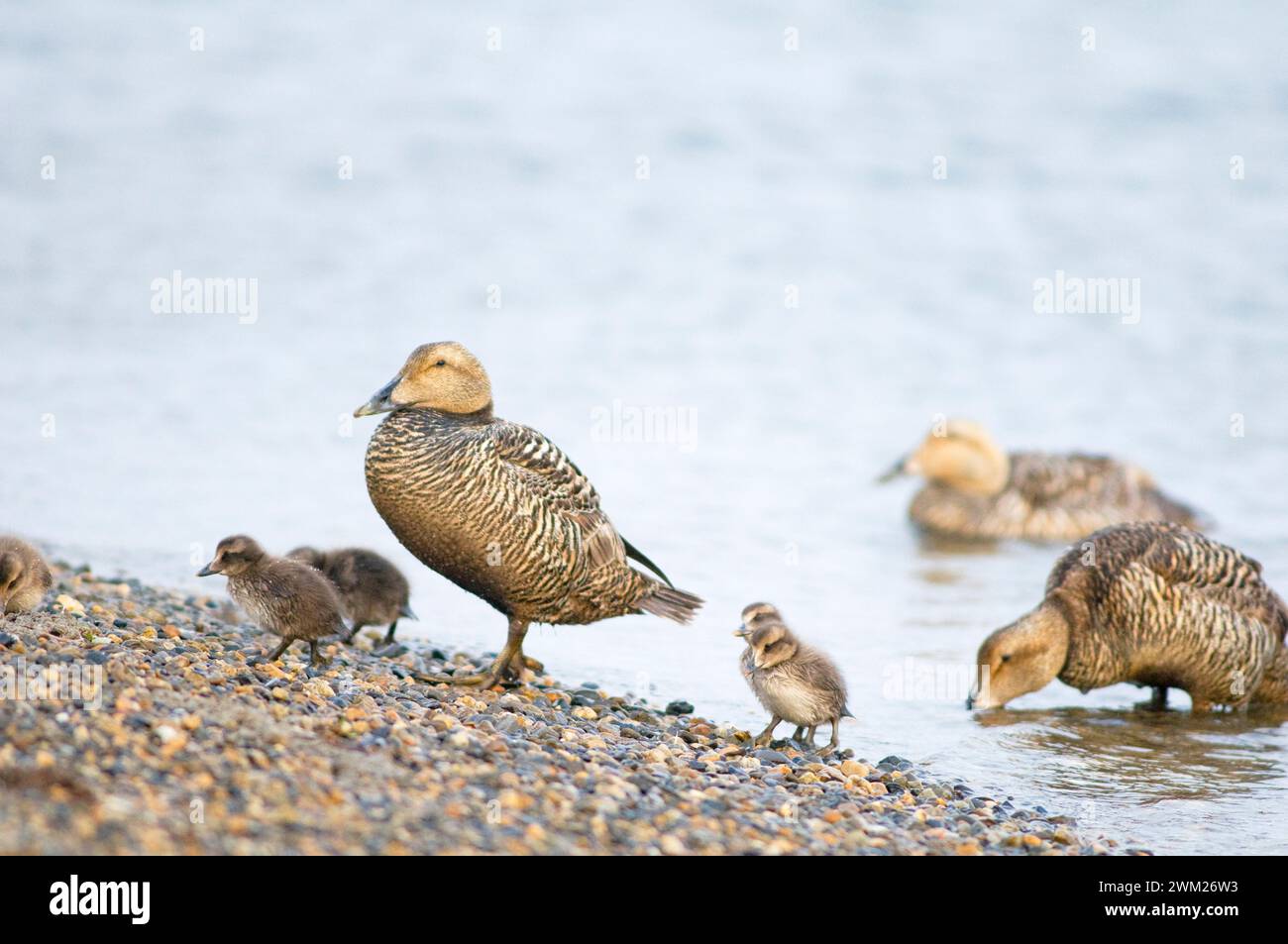 Group of common eider ducks Somateria mollissima mother and newborn ...