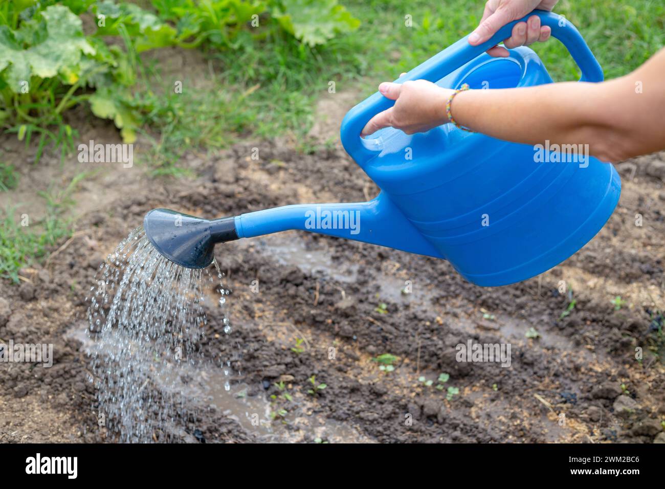 A gardener waters beds with planted emerging vegetables from a blue watering can. Growing and caring for vegetables in the garden. Stock Photo