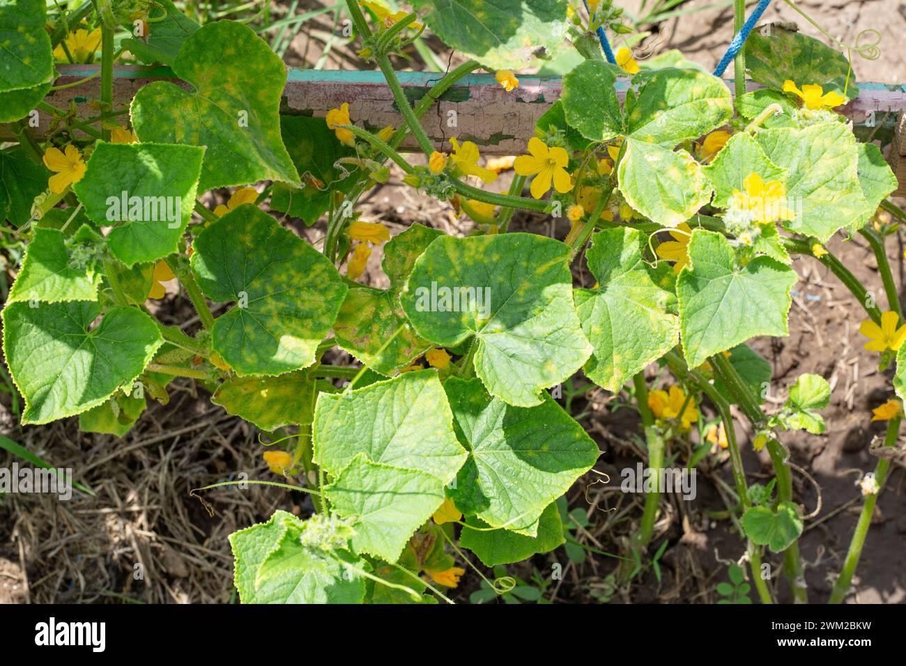 bushes of a cucumber plant in the garden with affected leaves and fruits. Cucumber mosaic, an infectious plant disease. Stock Photo