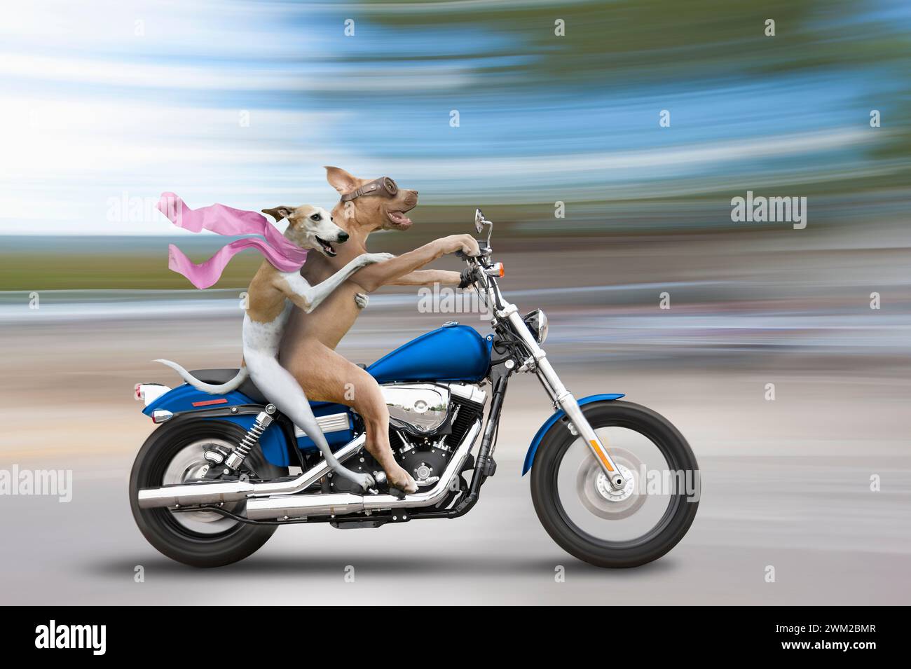 Freedom and joy are two of the concepts illustrated by this funny image of two dogs, a pit bull and a whippet, riding a Harley Davidson motorcycle. Stock Photo