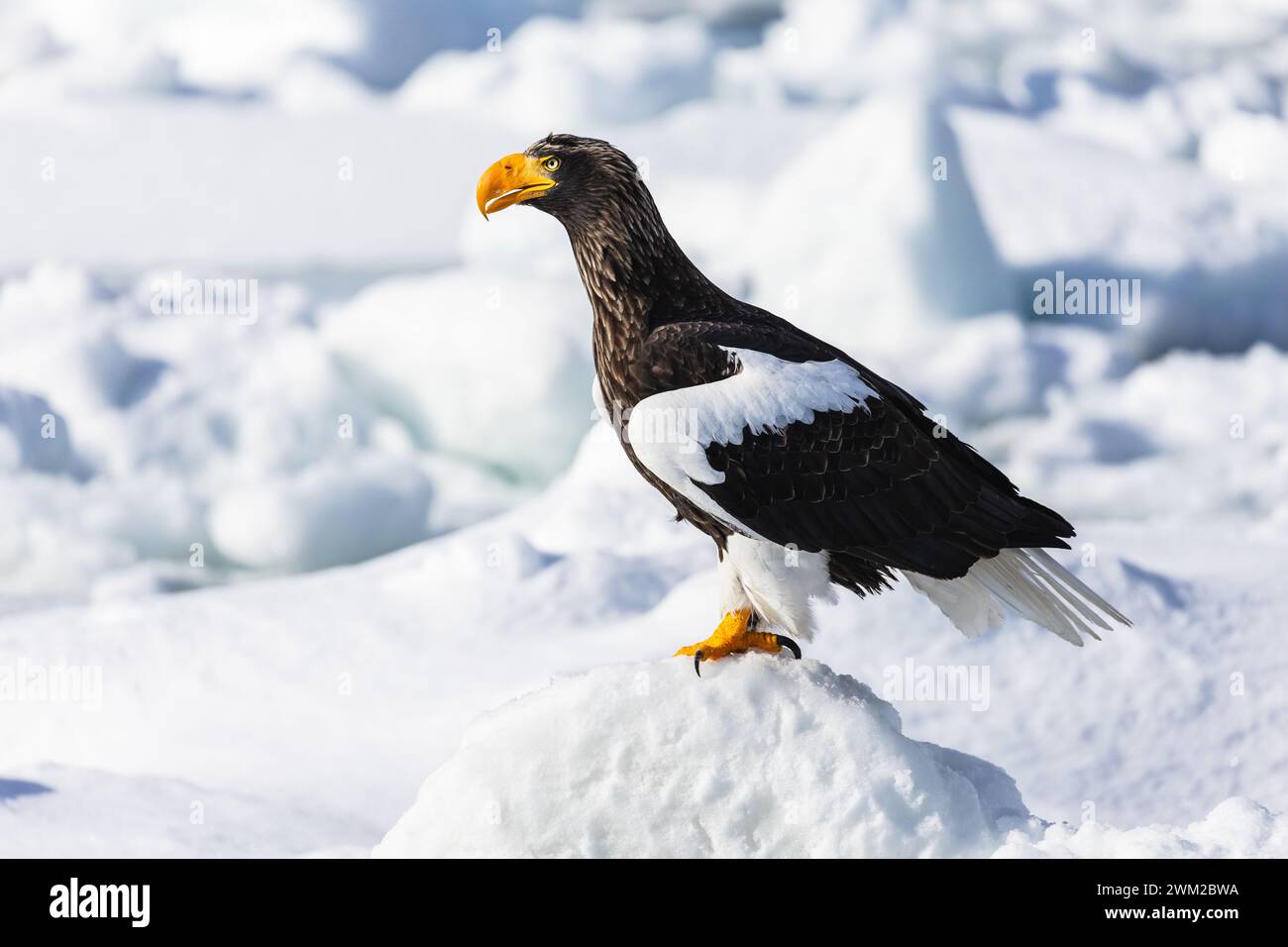 Steller's Sea-eagle (Haliaeetus pelagicus), sea ice, Hokkaido (Japan) Stock Photo