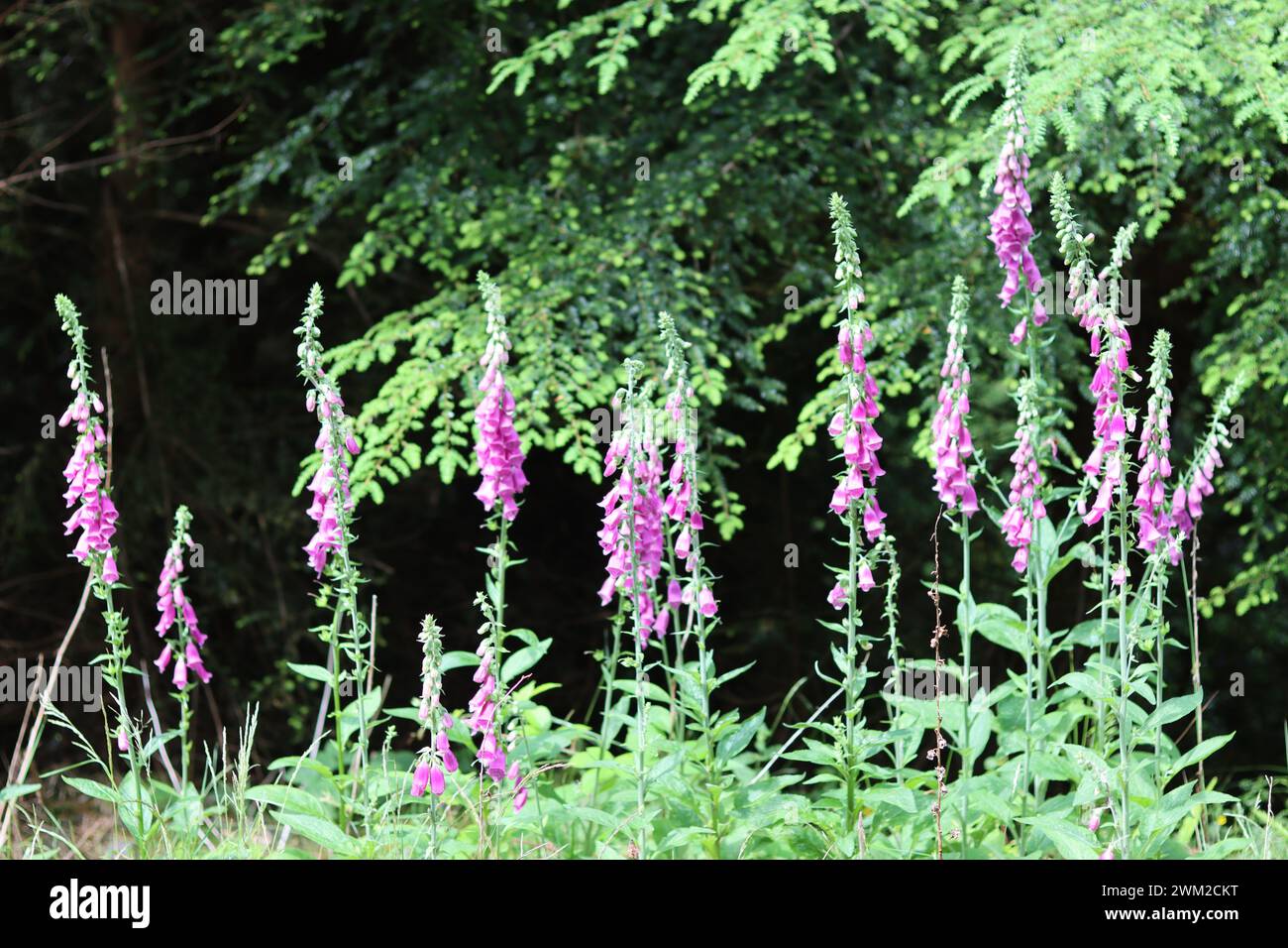 Foxgloves in a field hi-res stock photography and images - Alamy