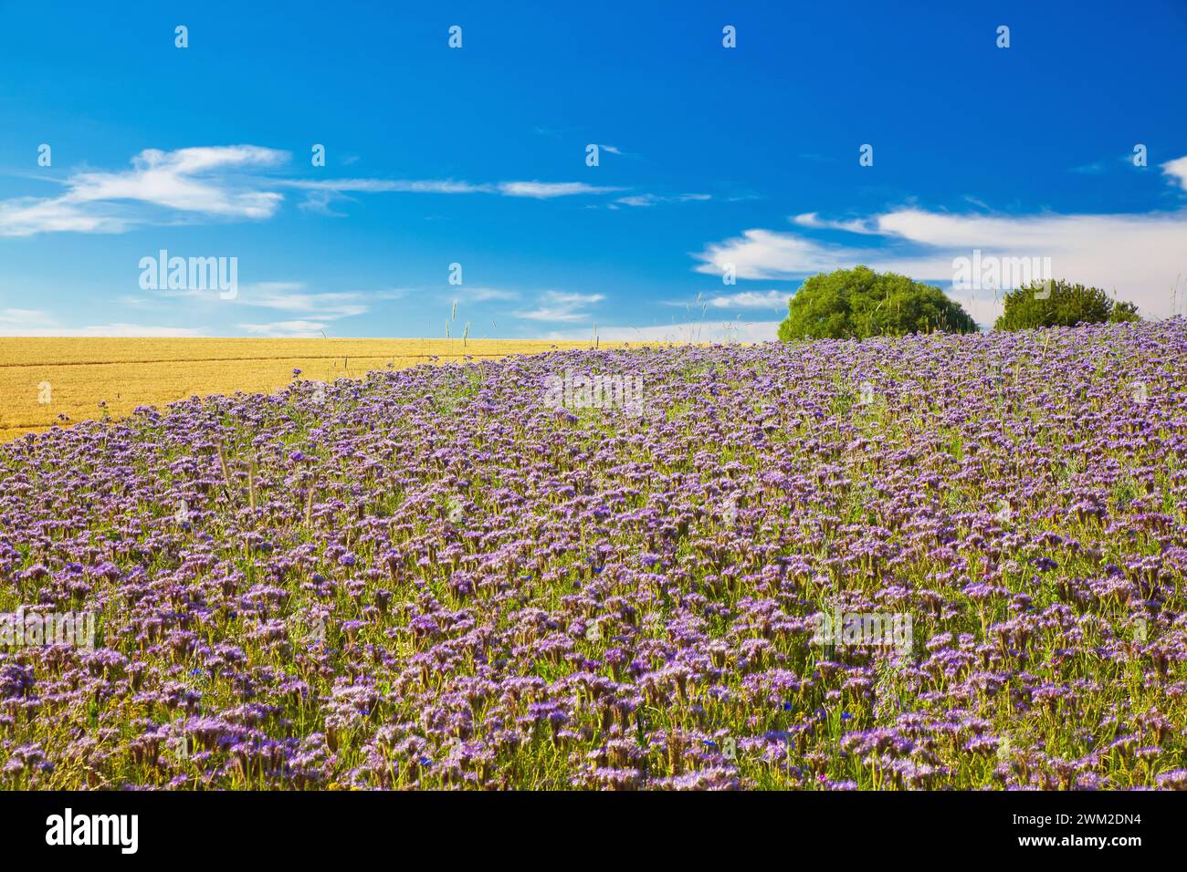field of purple wildflowers with blue sky Stock Photo - Alamy