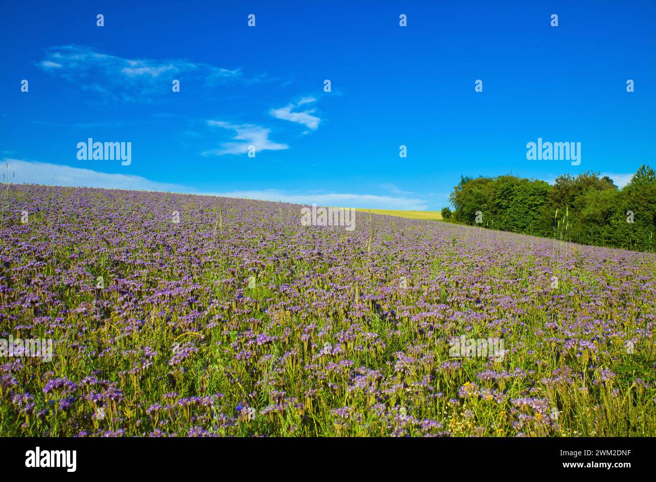 Green field grass purple wildflowers hi-res stock photography and ...