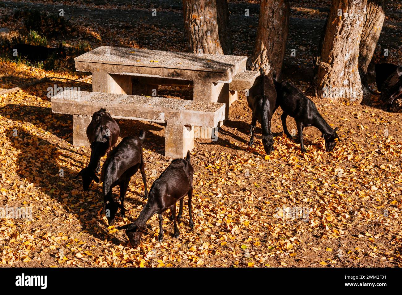 Herd of goats. Fuente de El Raso recreational area in autumn. Frailes, Jaén, Andalucía, Spain, Europe Stock Photo