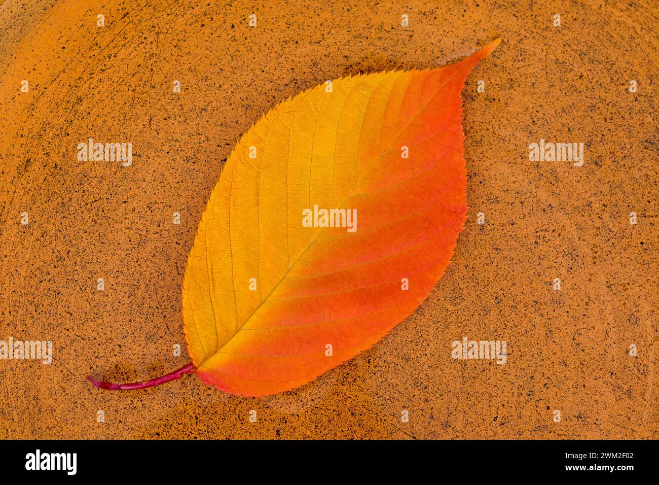 a single colorful leaf of japanese cherry tree Stock Photo