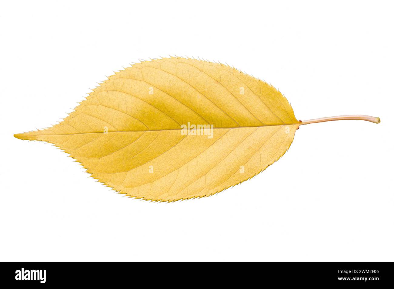 a colorful cut out leaf of a japanese cherry tree in front of a white background Stock Photo