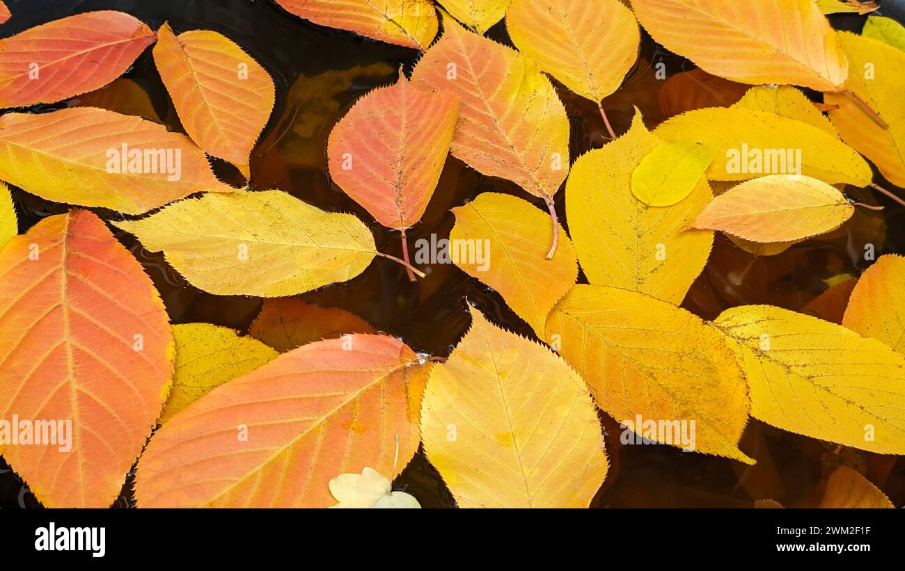 colorful red and yellow leaves from japanese cherry tree in autumn on a puddle Stock Photo