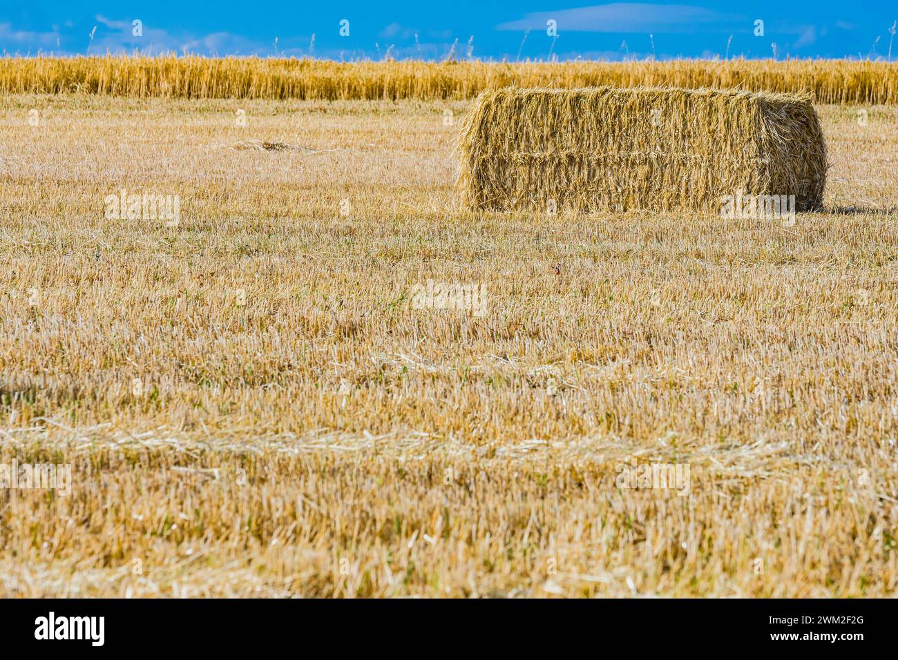 Freshly harvested fields. Brihuega, La Alcarria, Guadalajara, Castilla La Mancha, Spain, Europe Stock Photo