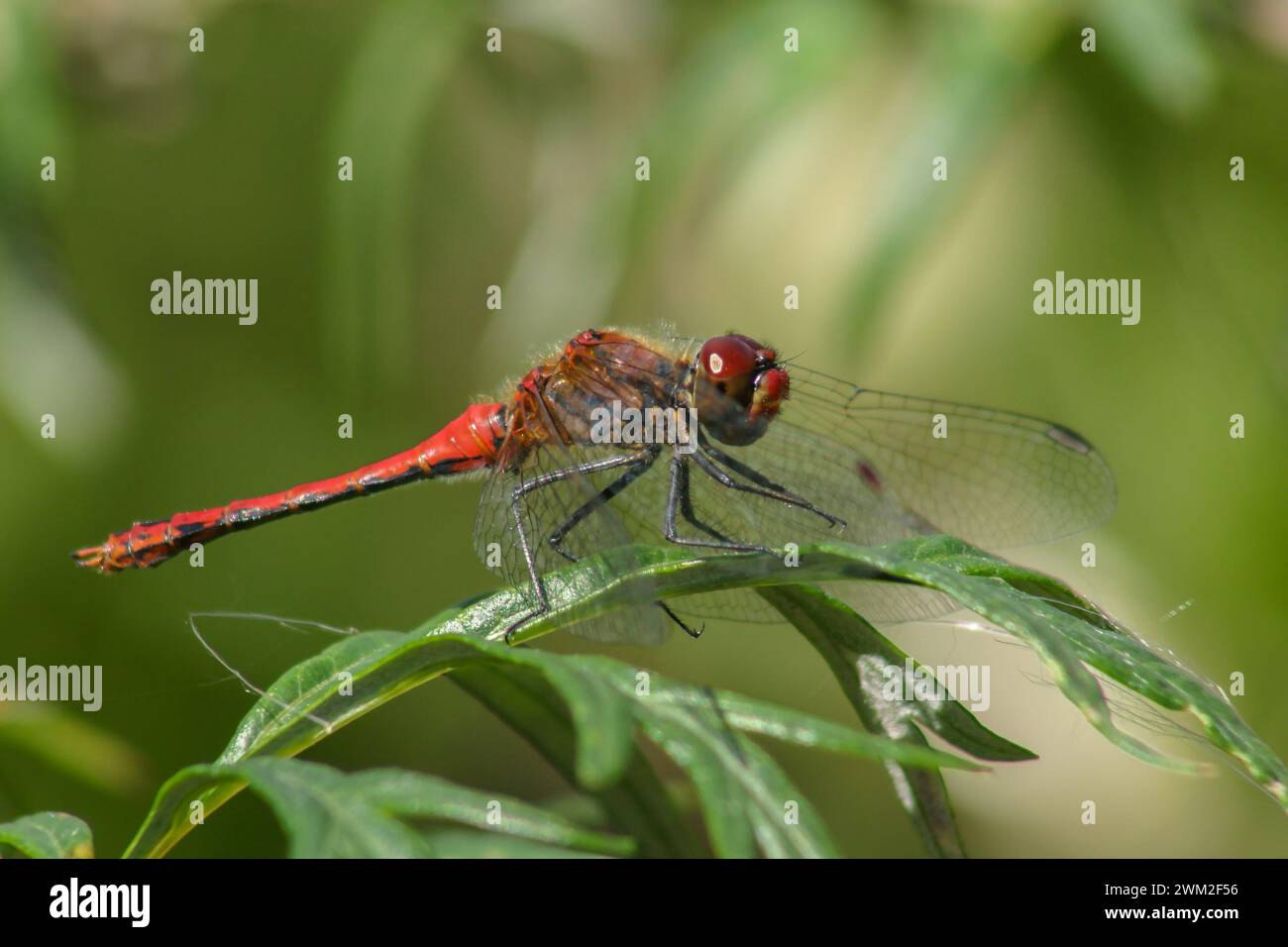 The red yellow dragonfly sits on the grass in the meadow Stock Photo ...