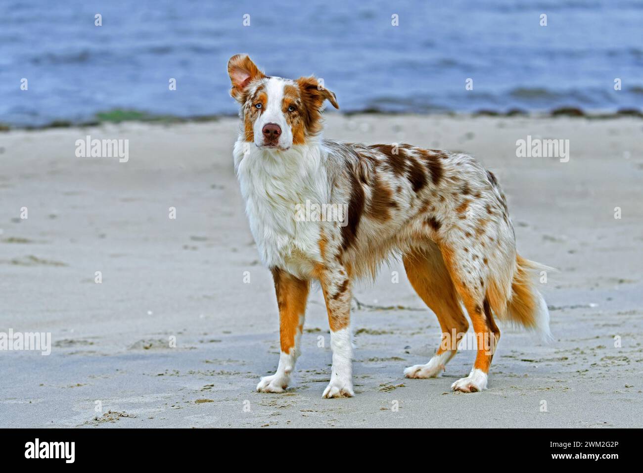 Australian Shepherd / Aussie, breed of herding dog from the United States, on sandy beach Stock Photo