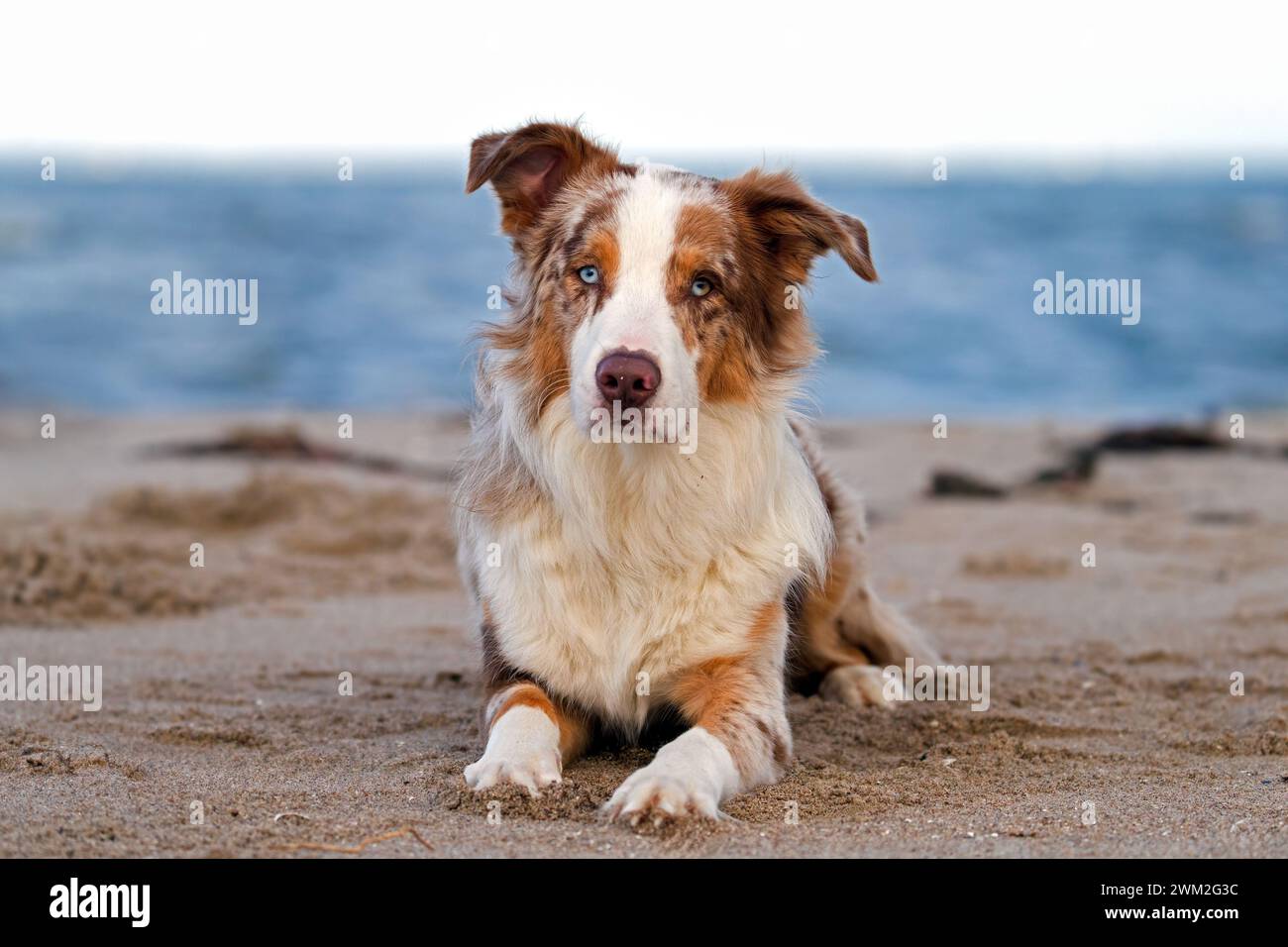 Australian Shepherd / Aussie, breed of herding dog from the United States, lying on sandy beach Stock Photo