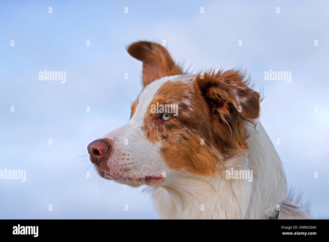 Australian Shepherd / Aussie, breed of herding dog from the United States, close-up portrait Stock Photo