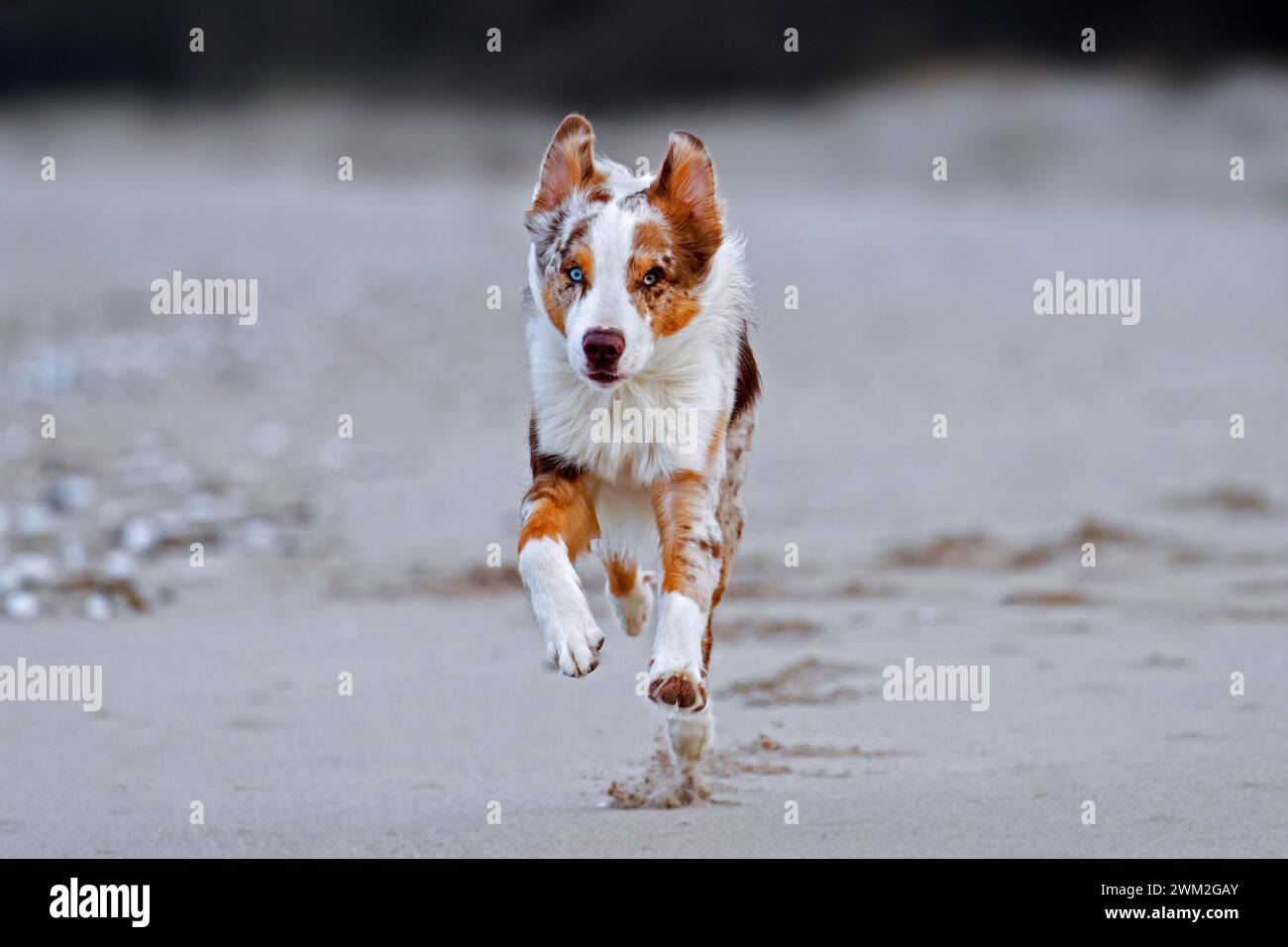 Australian Shepherd / Aussie, breed of herding dog from the United States, running on sandy beach Stock Photo