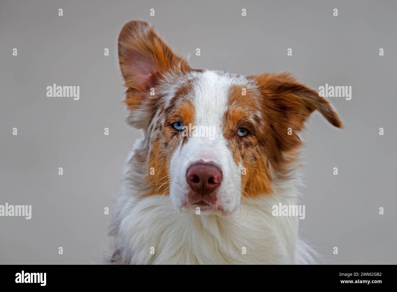 Australian Shepherd / Aussie, breed of herding dog from the United States, close-up portrait Stock Photo
