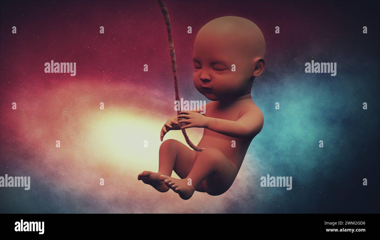 Fetus baby anatomy hi-res stock photography and images - Alamy