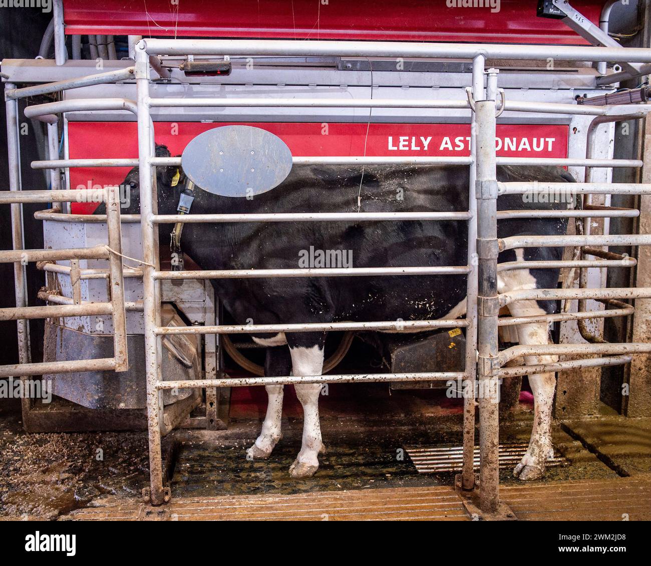 cow in robot milker Stock Photo