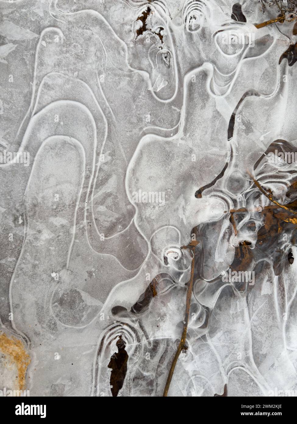 Ice Puddle Transparent Icy puddle grass hi-res stock photography and images - Alamy