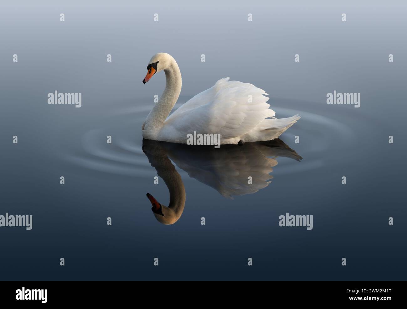 A mute swan swimming on a still pond Stock Photo