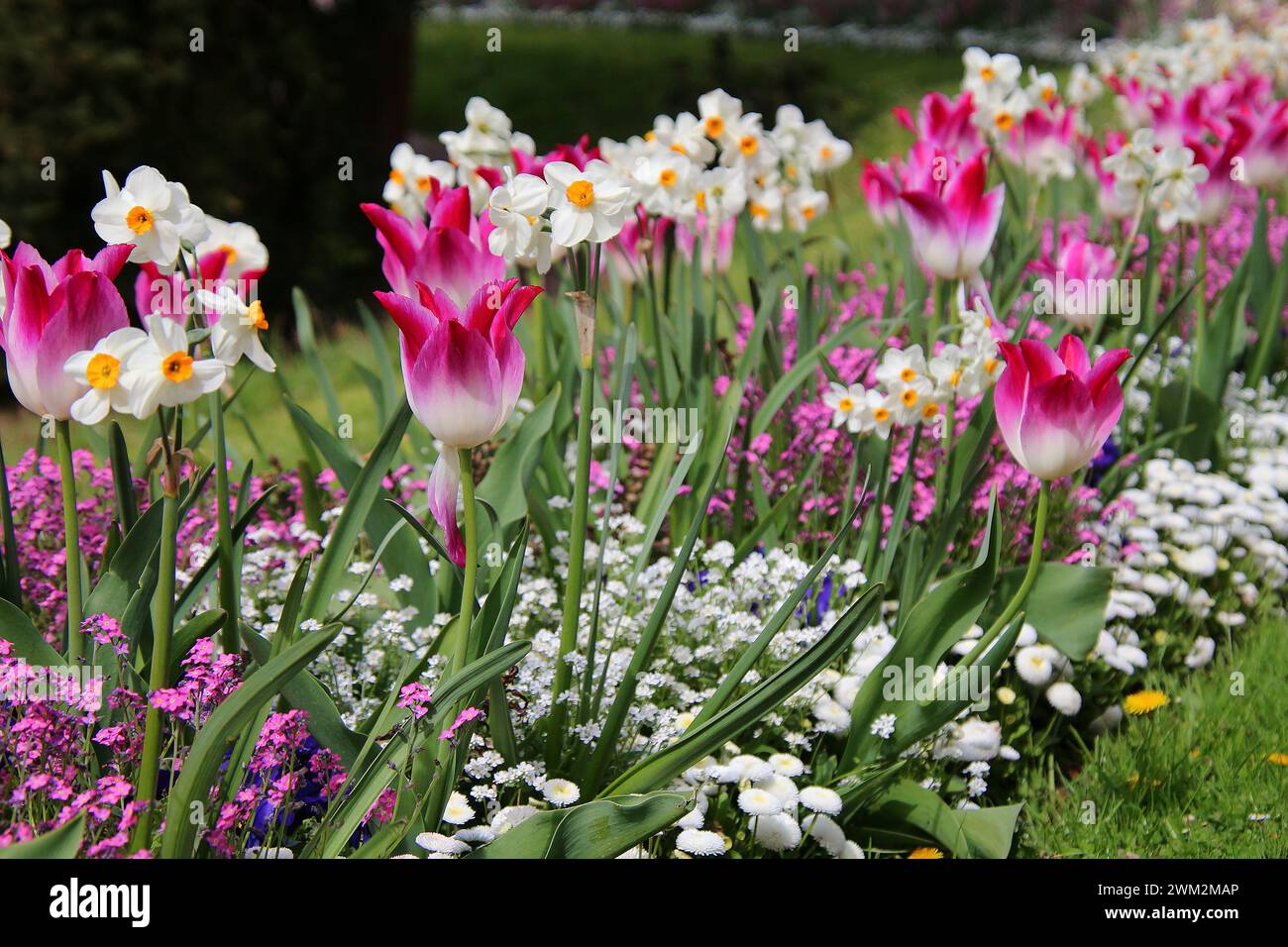 Spring flowers in pink and white. Tulips and daffodils Stock Photo - Alamy