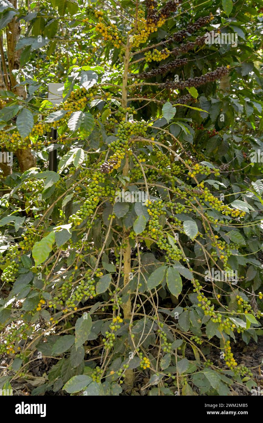 Green coffee beans ripening on a plant with some ripe yellow beans on the top branches Stock Photo