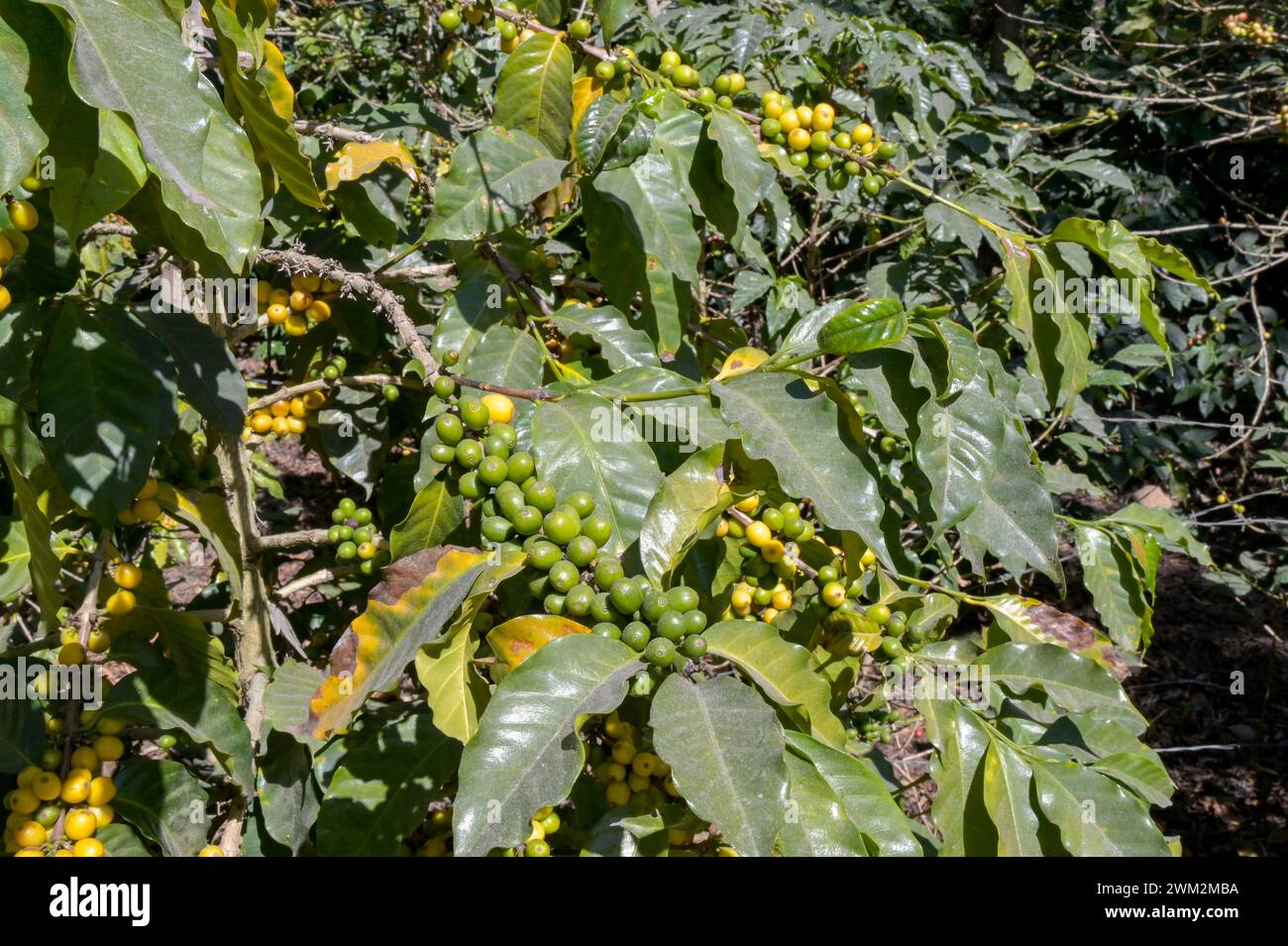 Green coffee beans ripening on a plant with ripe yellow beans on some branches Stock Photo