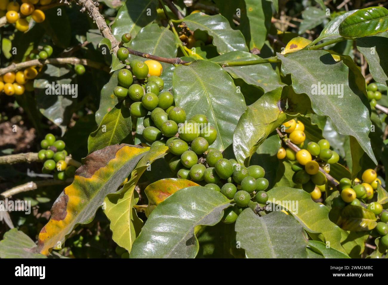 Green coffee beans ripening on a plant with ripe yellow beans on some branches Stock Photo