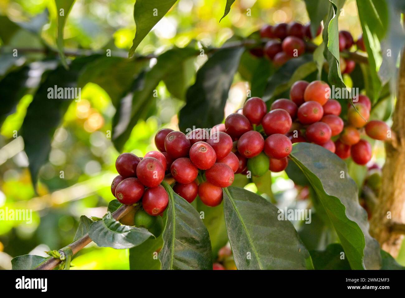 Ripe red coffee beans on a plant in a plantation in south America Stock Photo