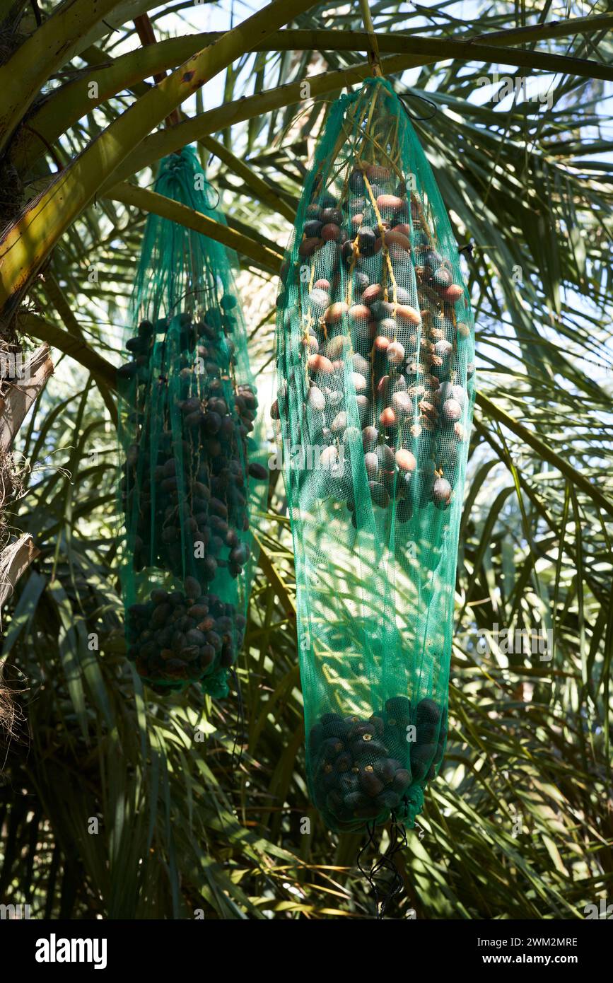 Dates in nets on palm trees at the Al Ain Oasis, Al Ain, Abu Dhabi ...