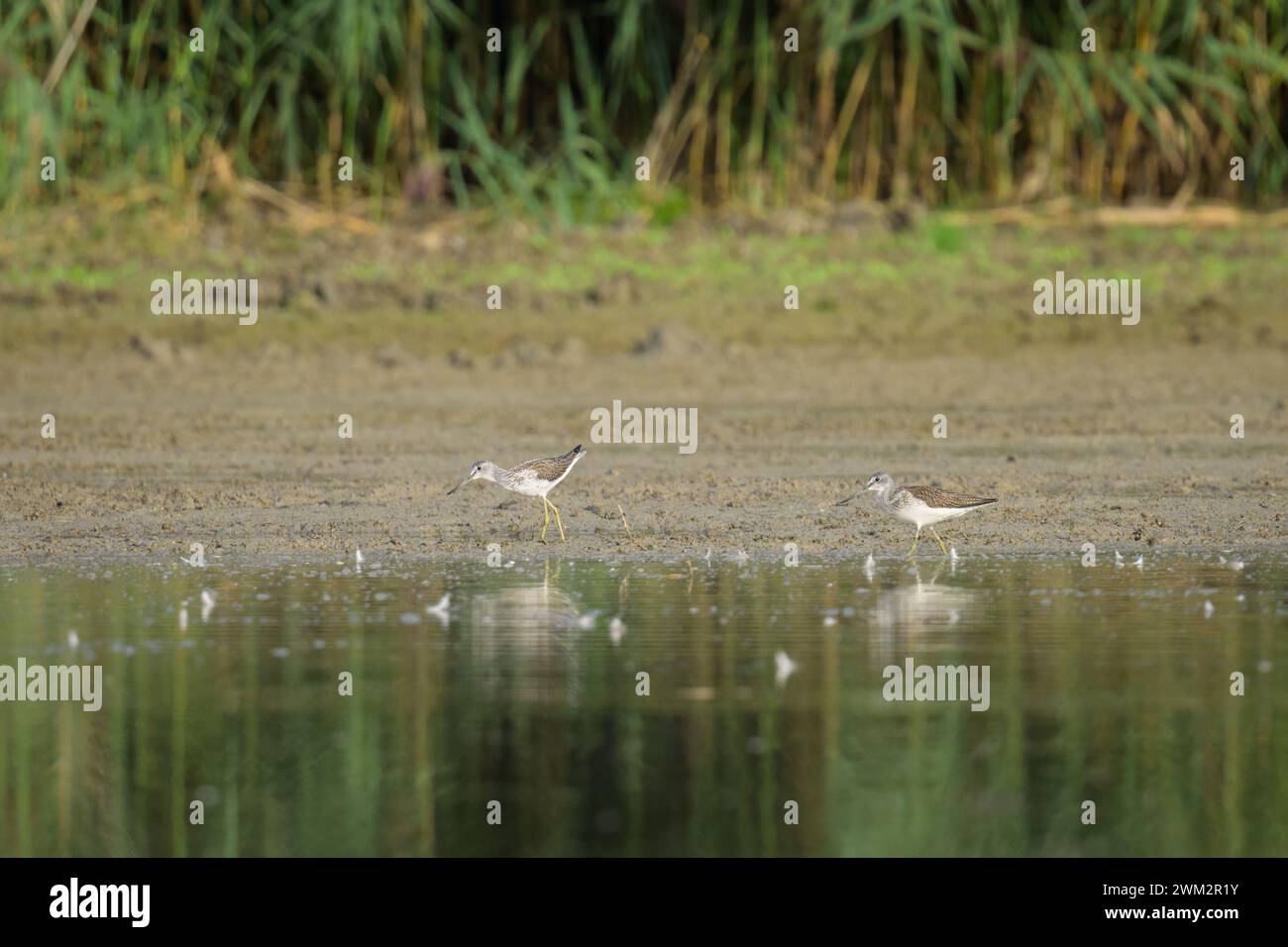 Two Common Greenshanks walking on the shore of a river looking for food, sunny day in autumn (Lower Austria) Stock Photo