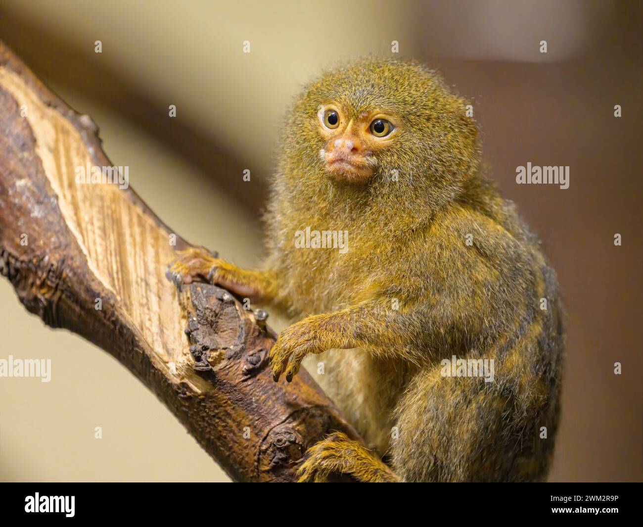 A cute little Pygmy marmoset (Cebuella pygmaea) sitting on a tree in a ...